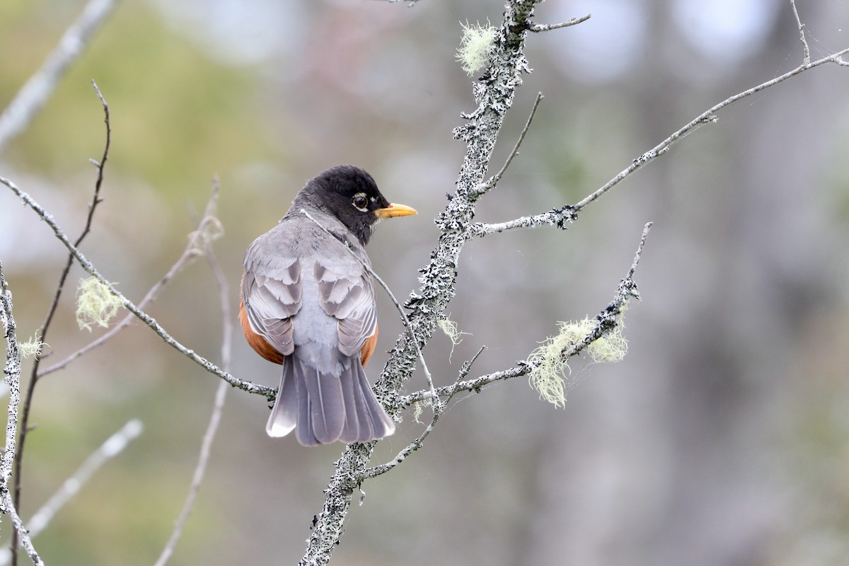 American Robin - Aaron Marshall