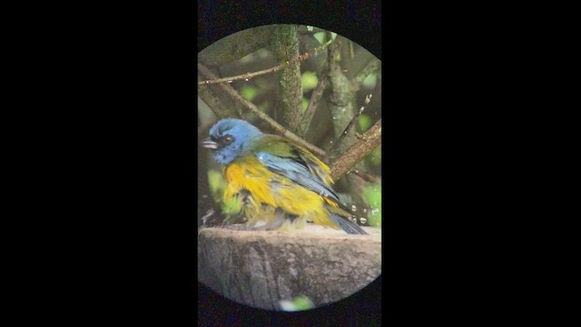 ミナミズアオフウキンチョウ - ML469049301