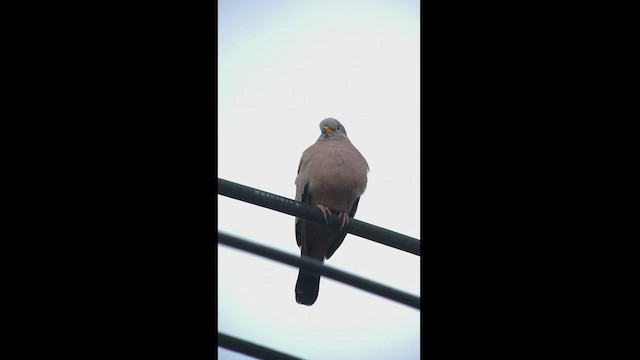 Croaking Ground Dove - ML469049431