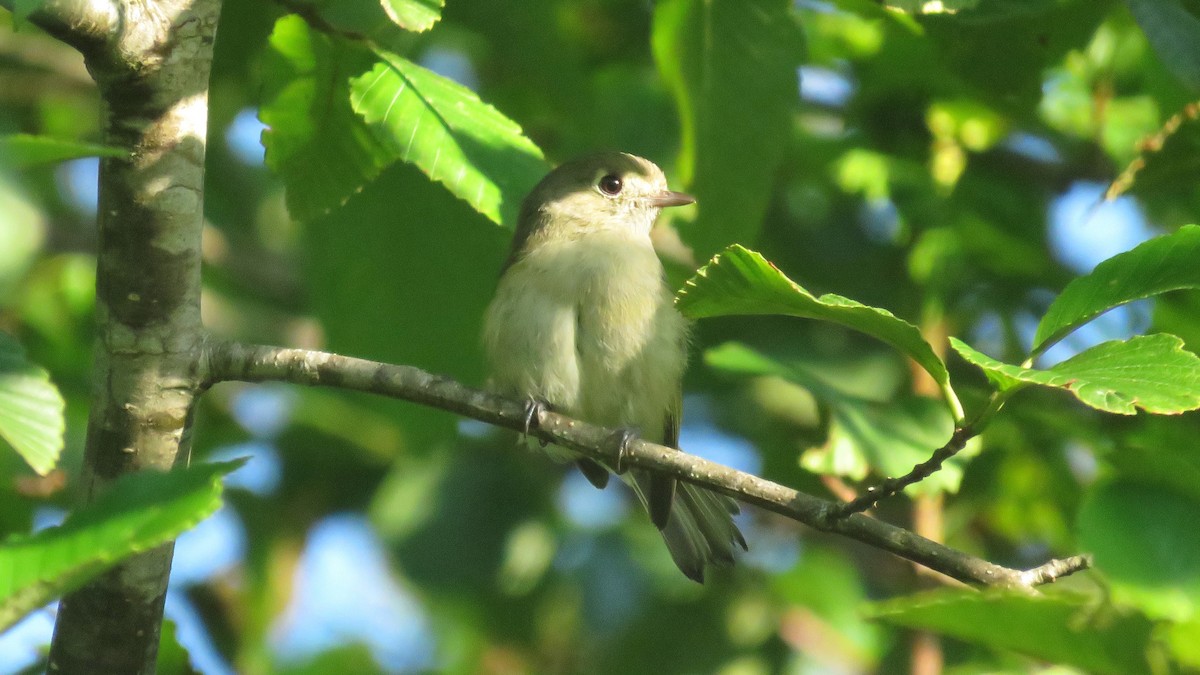 Hutton's Vireo - ML469051381
