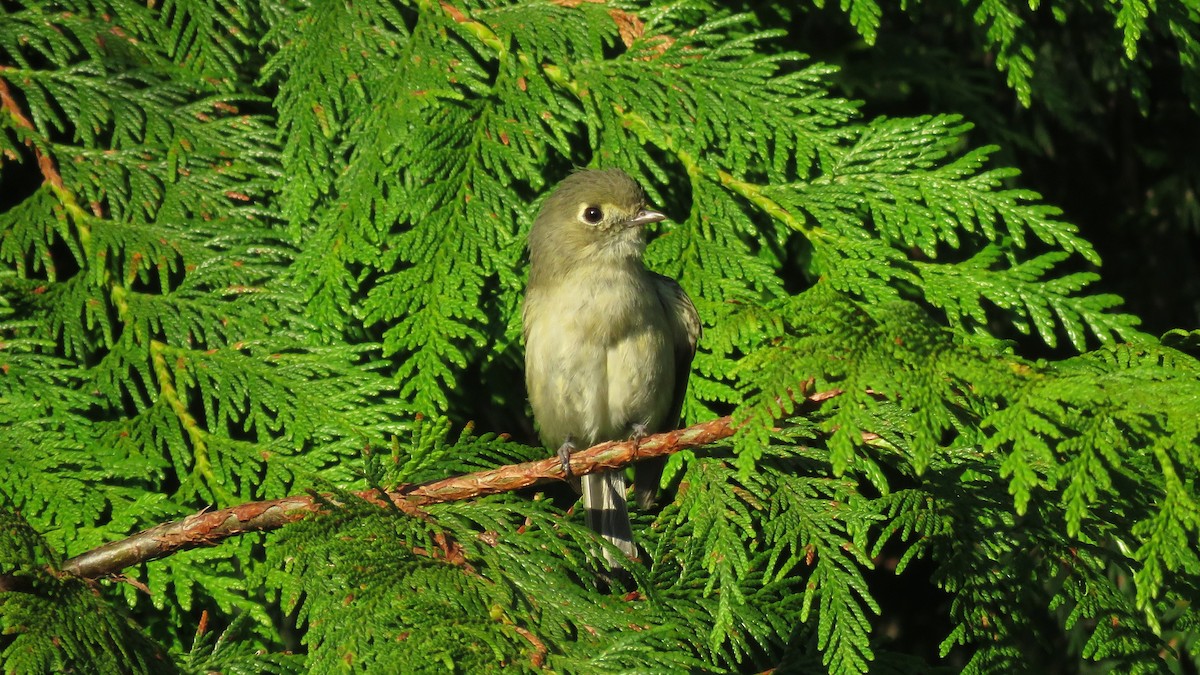 Hutton's Vireo - ML469051391