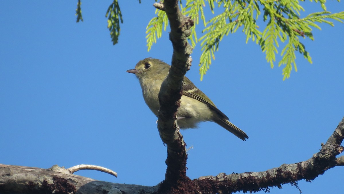 Hutton's Vireo - ML469051671