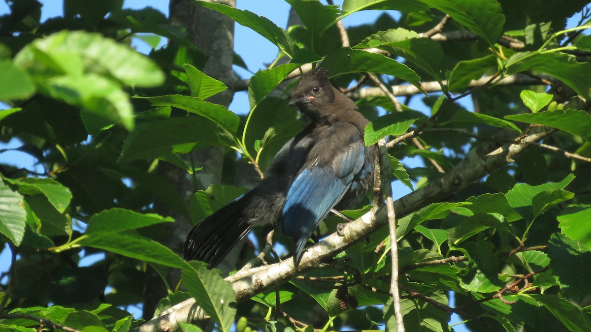 Steller's Jay - ML469051771