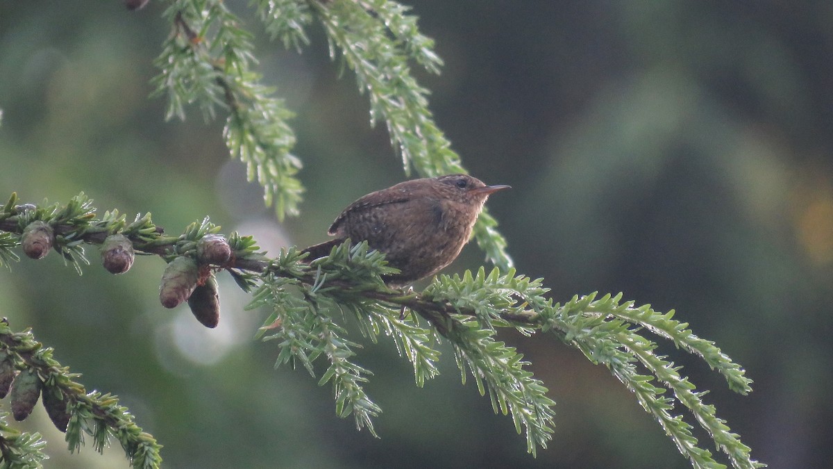 Pacific Wren - ML469052251