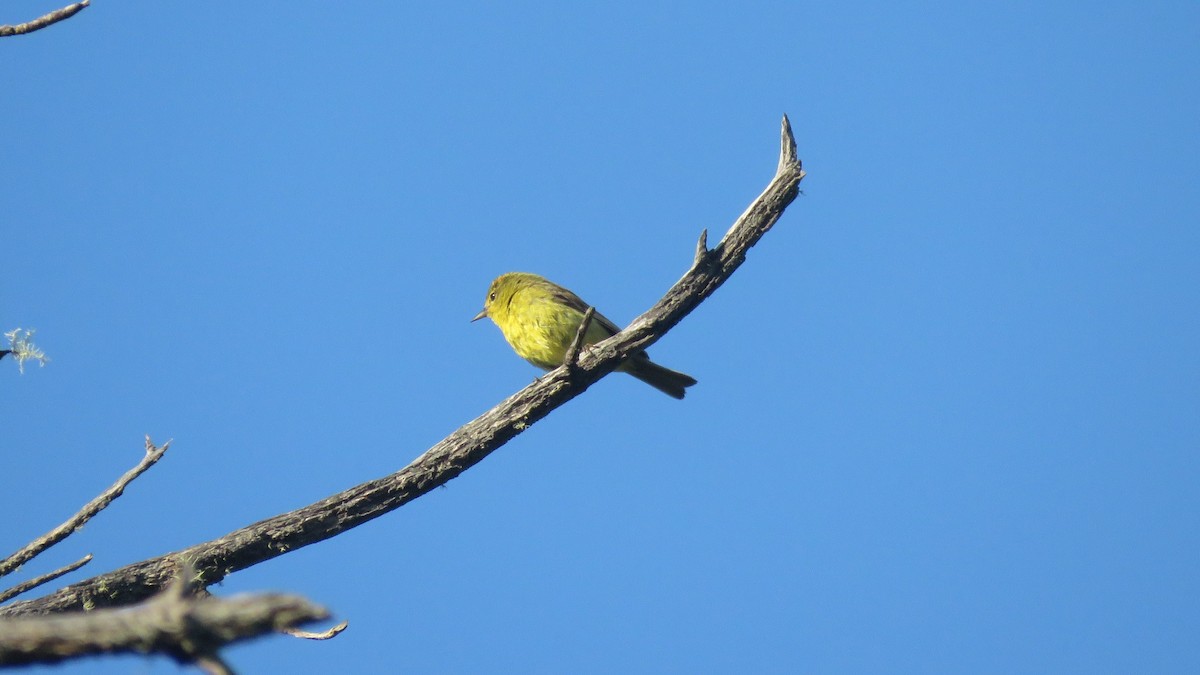 Orange-crowned Warbler - ML469052301