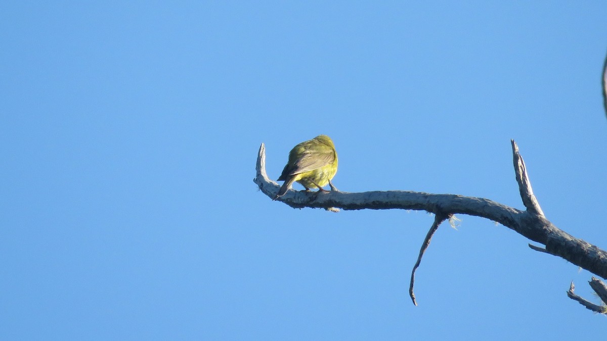 Orange-crowned Warbler - ML469052321