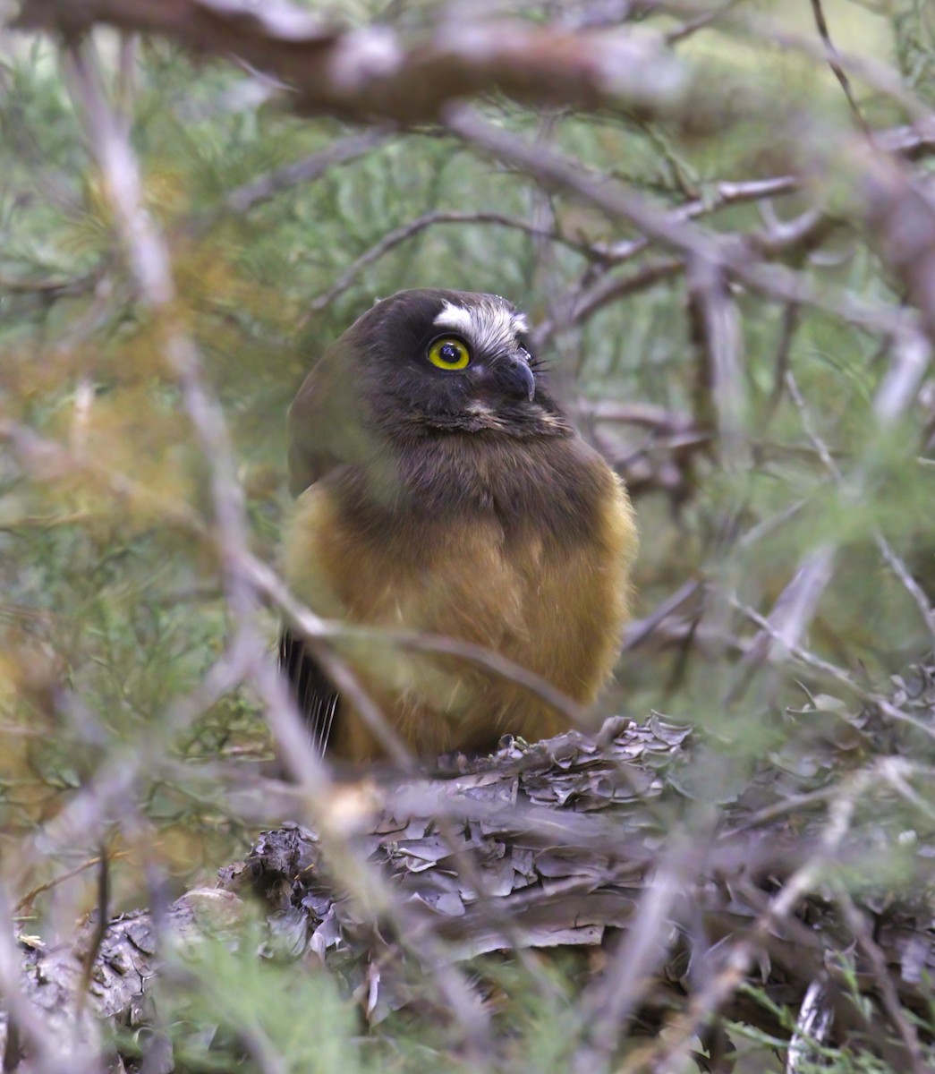 Northern Saw-whet Owl - ML469052451