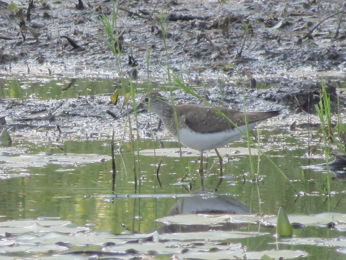 Solitary Sandpiper - ML469053171