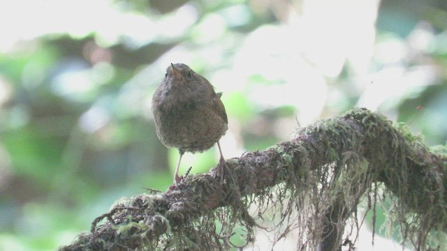 Pacific Wren - ML469053211