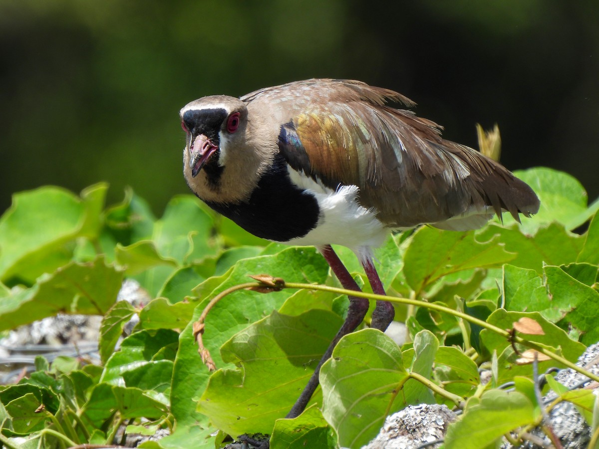 Southern Lapwing - ML469054181