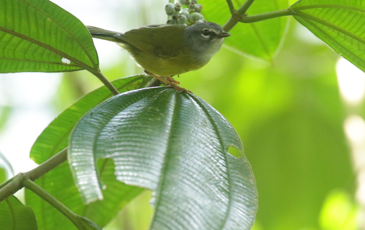 White-lored Warbler - ML469055251