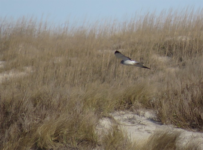 Aguilucho de Hudson - ML46905611