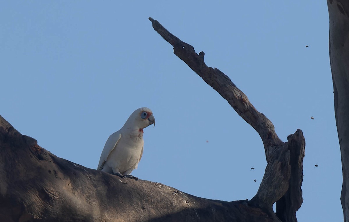 Long-billed Corella - Geoff Dennis