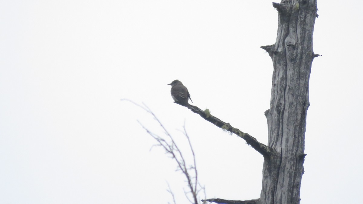 Olive-sided Flycatcher - ML469056881