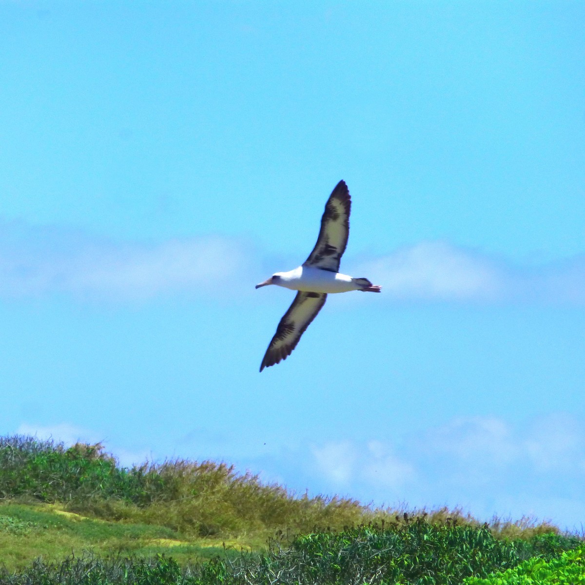 eBird Checklist - 4 Jun 2022 - Ka'ena Point NAR - 22 species