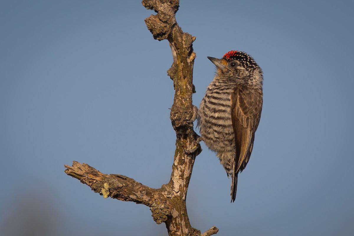 White-barred Piculet - Pablo Re