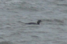 Pacific Loon - ML46905961