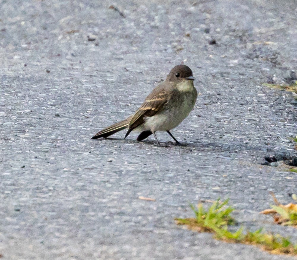 Eastern Phoebe - Greg Harrington