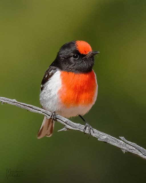 Red-capped Robin - ML469060441