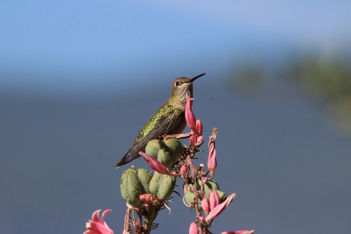 Geniş Kuyruklu Kolibri - ML469061251