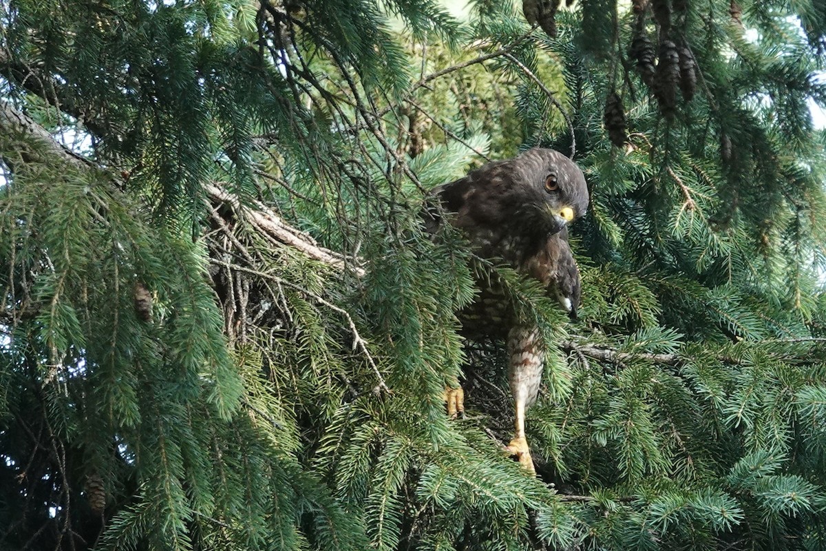 Broad-winged Hawk - Carol Speck