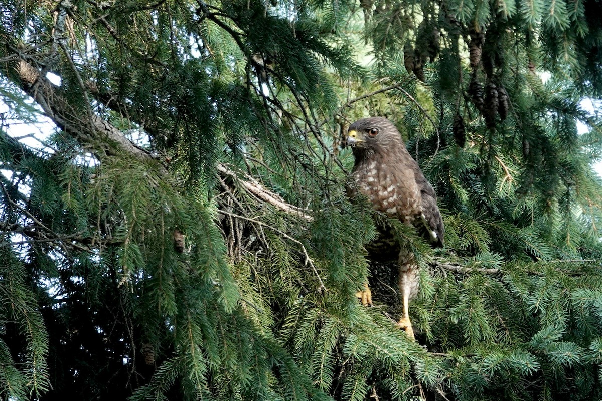 Broad-winged Hawk - Carol Speck