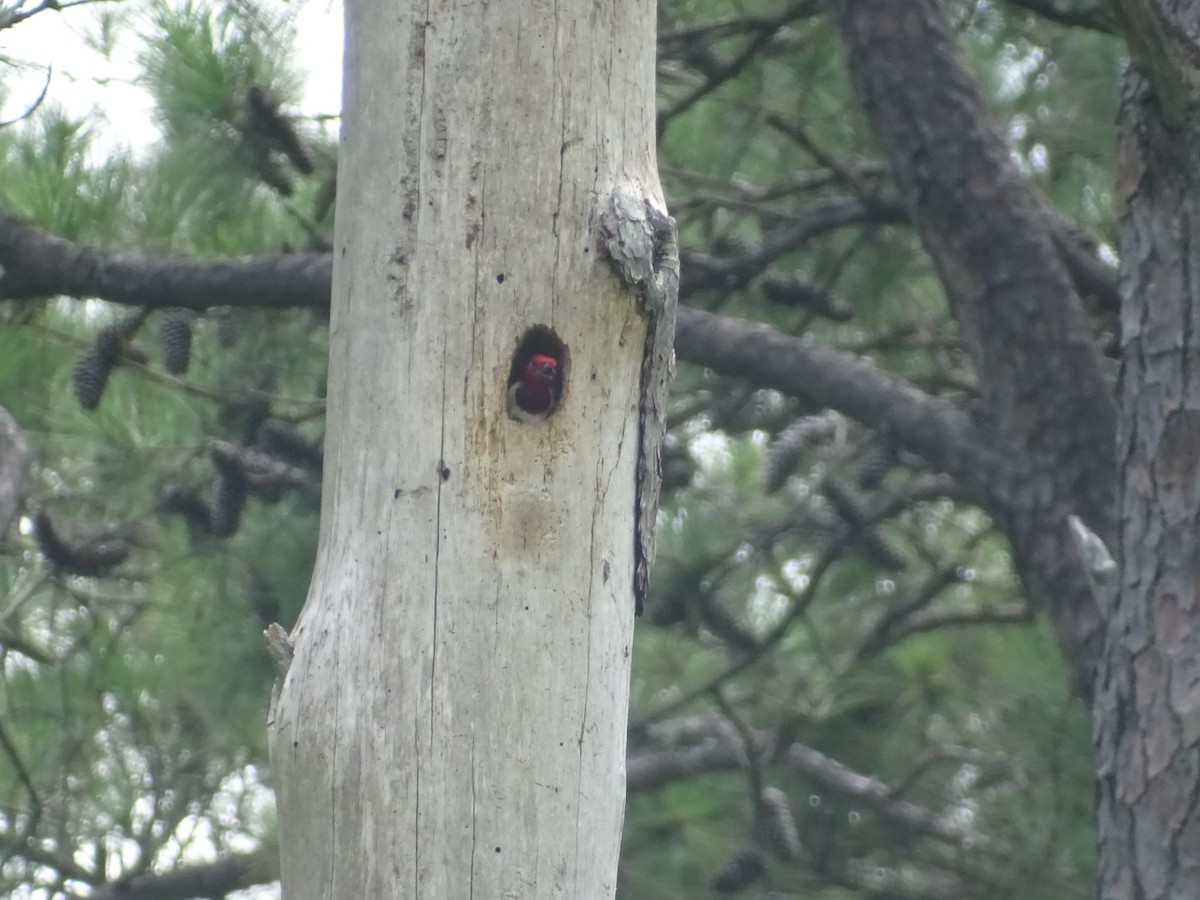 Red-headed Woodpecker - ML469061351