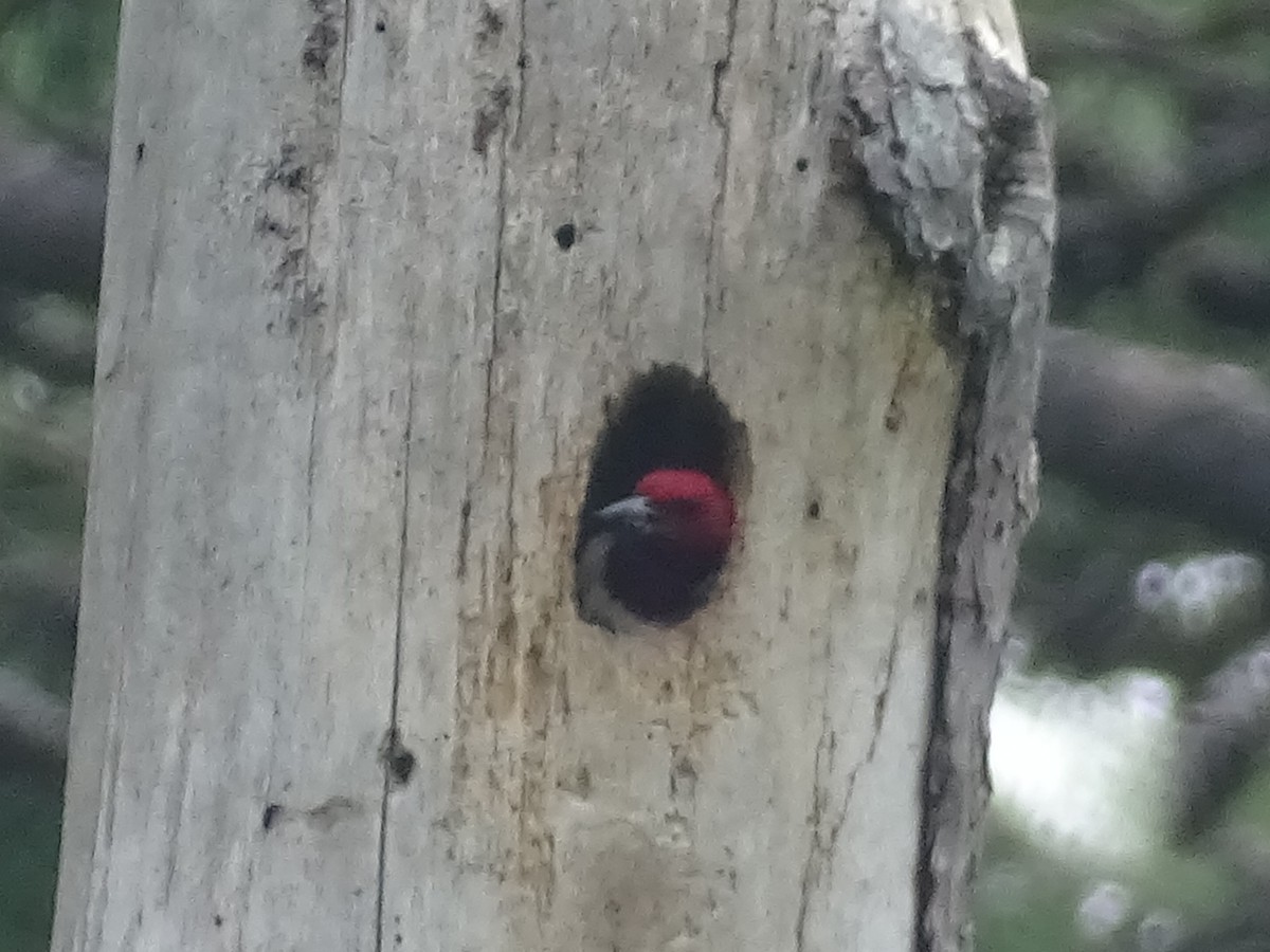 Red-headed Woodpecker - ML469061361
