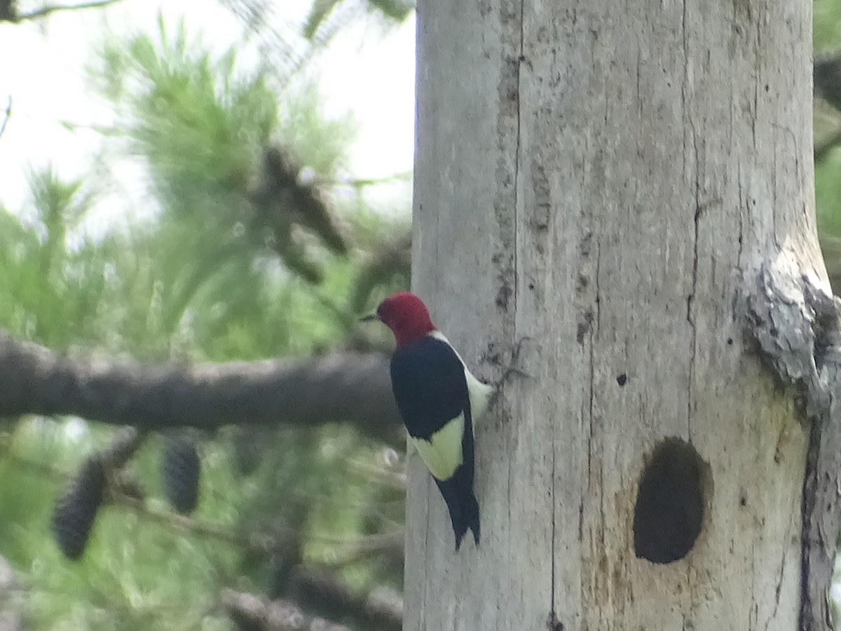 Red-headed Woodpecker - ML469061371