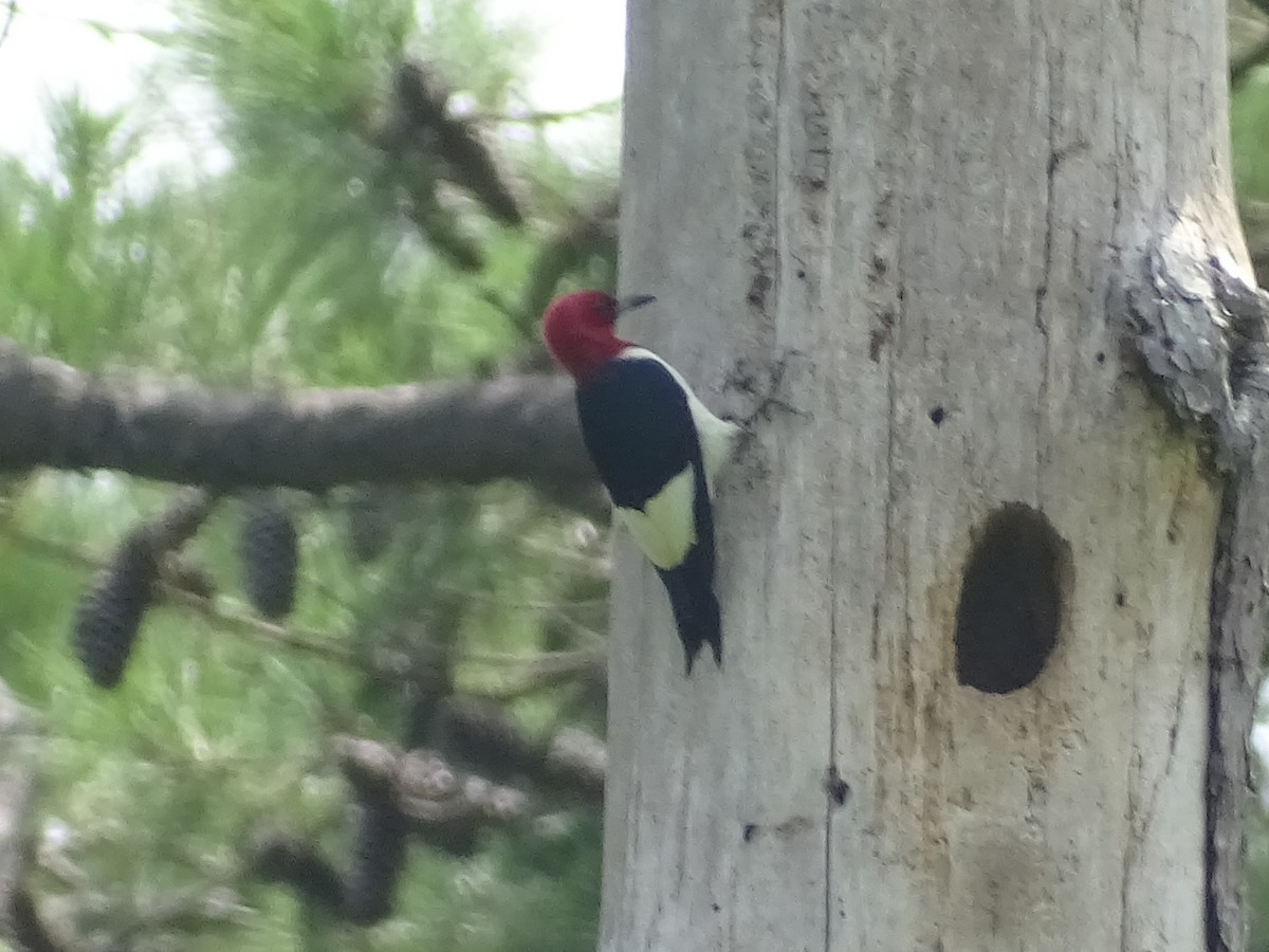 Red-headed Woodpecker - ML469061381