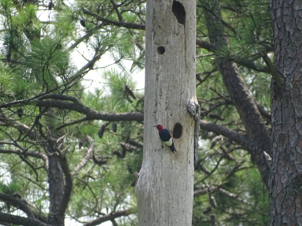 Red-headed Woodpecker - ML469061441
