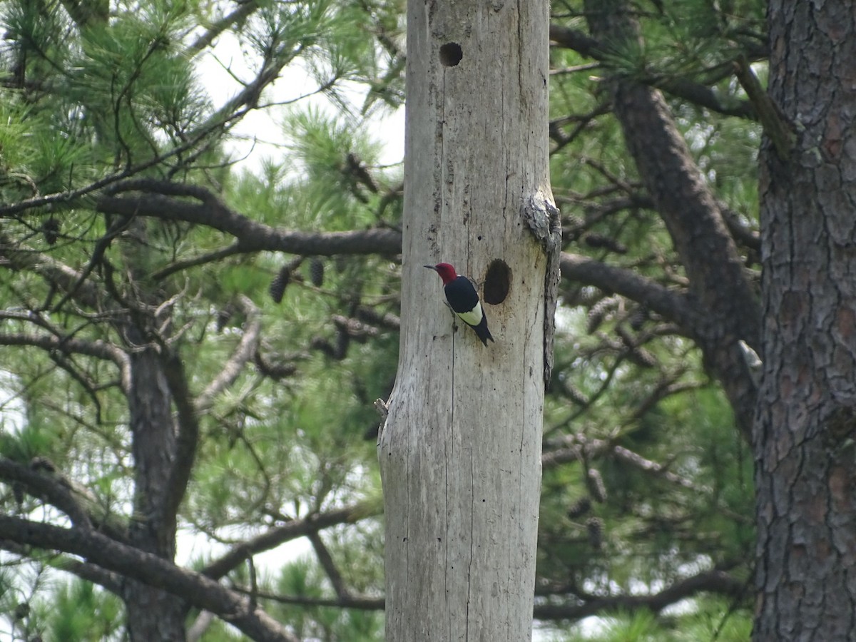 Red-headed Woodpecker - ML469061451