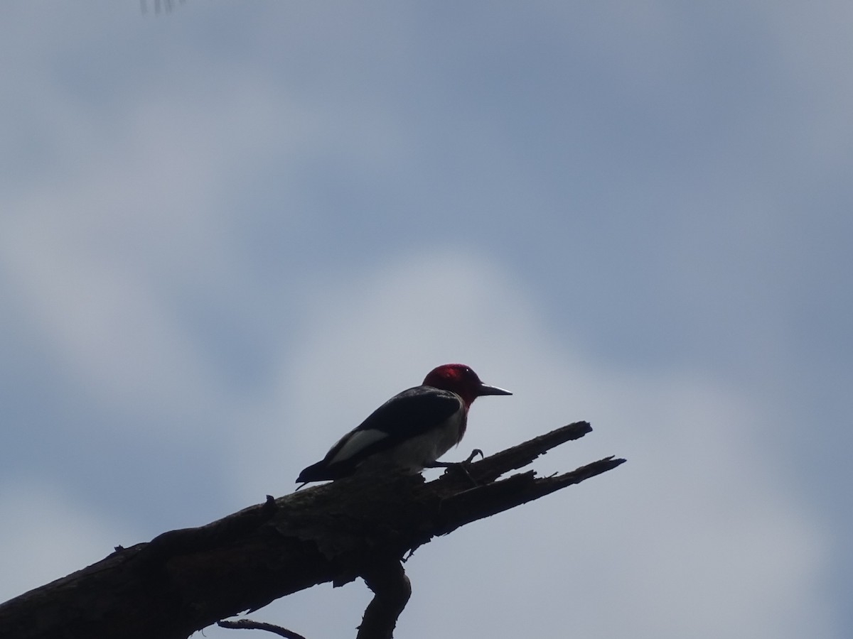Red-headed Woodpecker - ML469061751