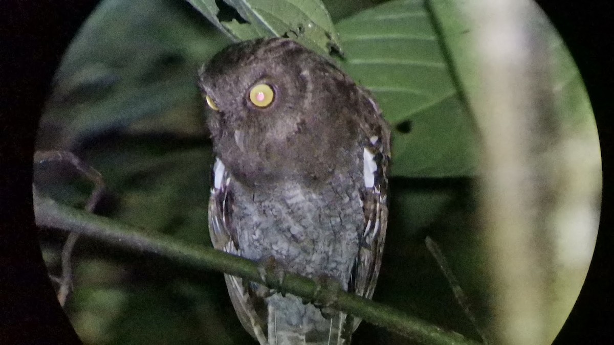 Choco Screech-Owl - Johnnier Arango | theandeanbirder.com