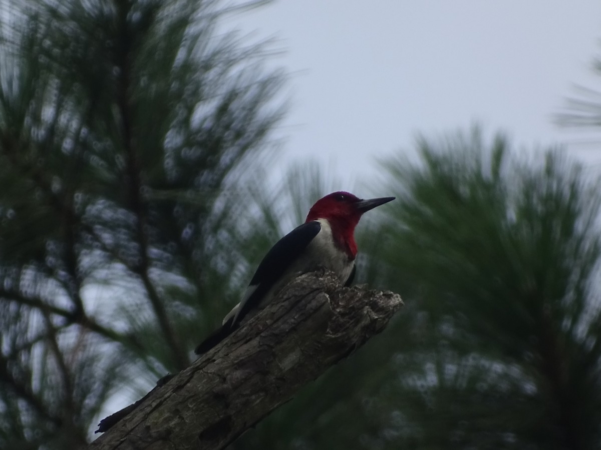 Red-headed Woodpecker - ML469061921