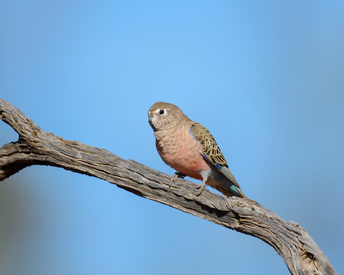 Bourke's Parrot - ML469061981