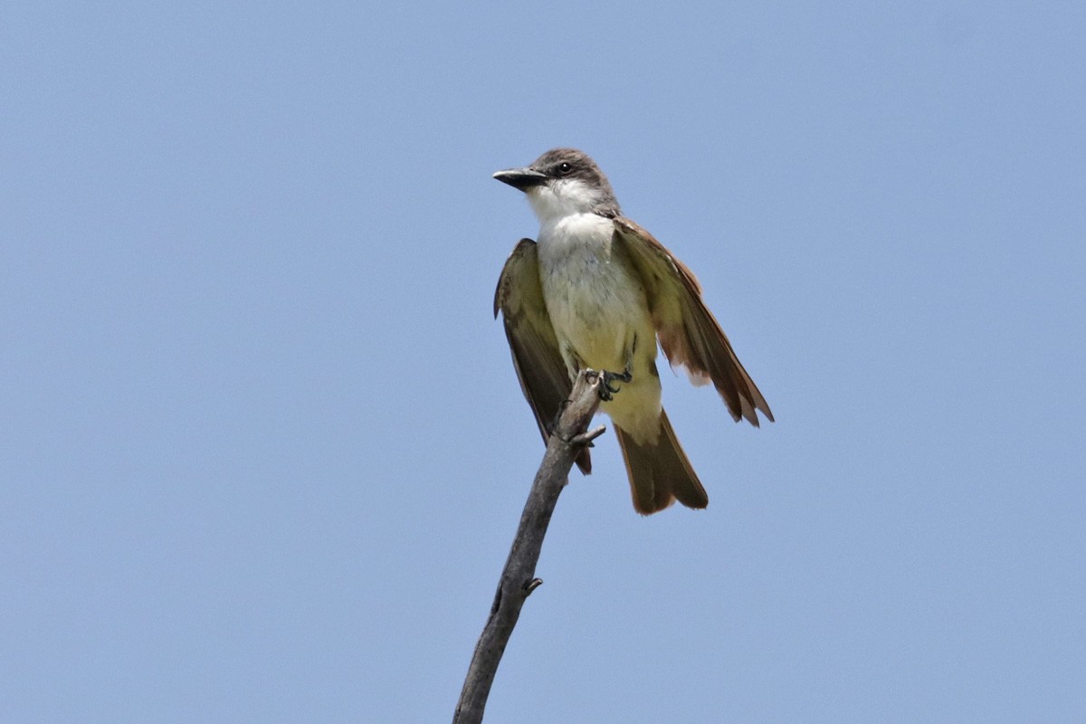 Dickschnabel-Königstyrann - ML469062141