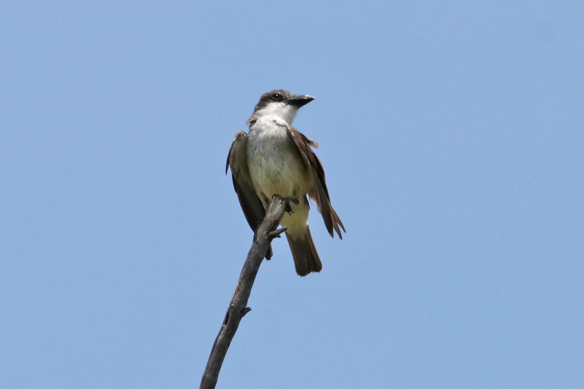 Dickschnabel-Königstyrann - ML469062151