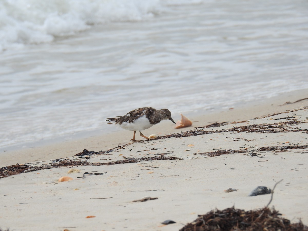 Алаг хайргач - ML469063581