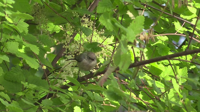 Bushtit - ML469063611