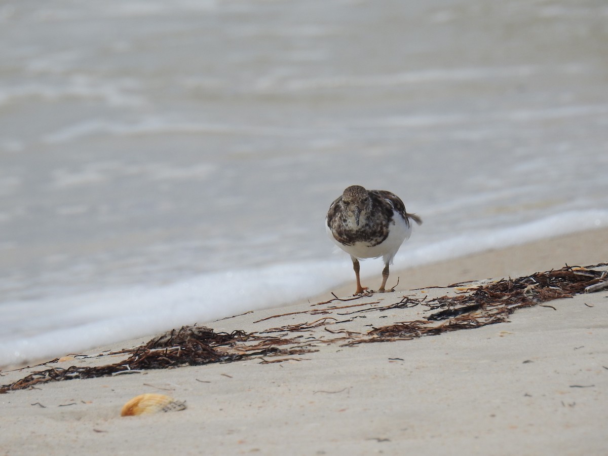 Алаг хайргач - ML469063641