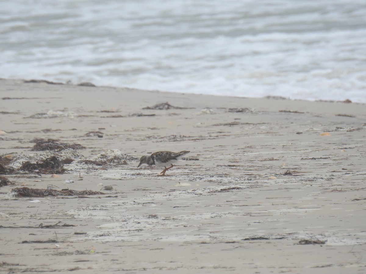 Алаг хайргач - ML469063691