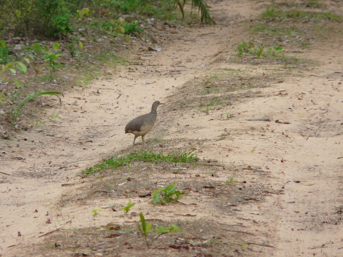 Undulated Tinamou - Bill Crins