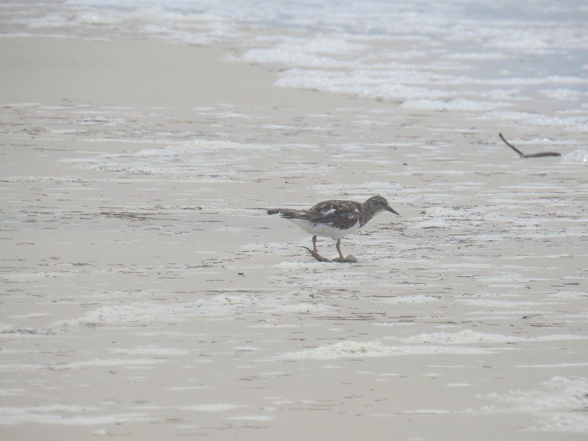 Алаг хайргач - ML469063711