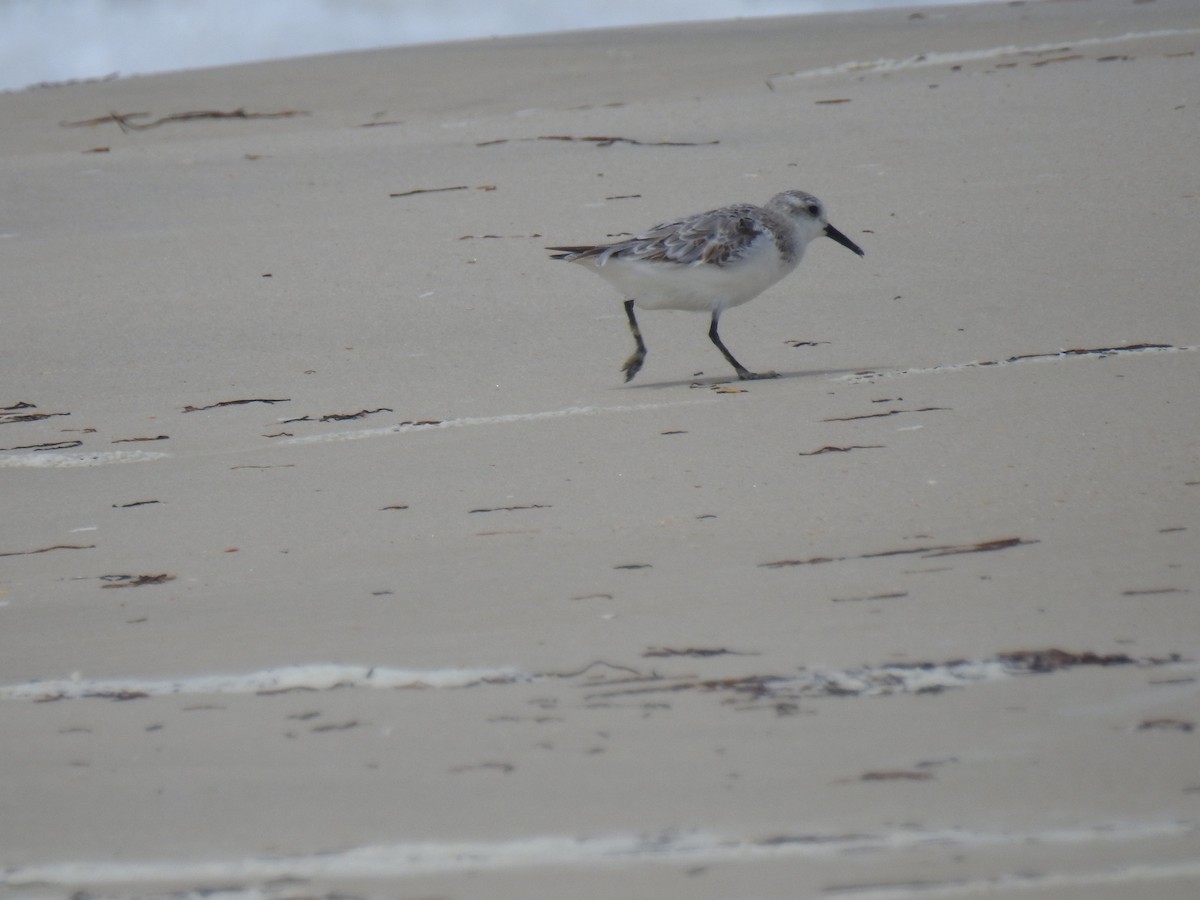 Гурвалж элсэг - ML469063801