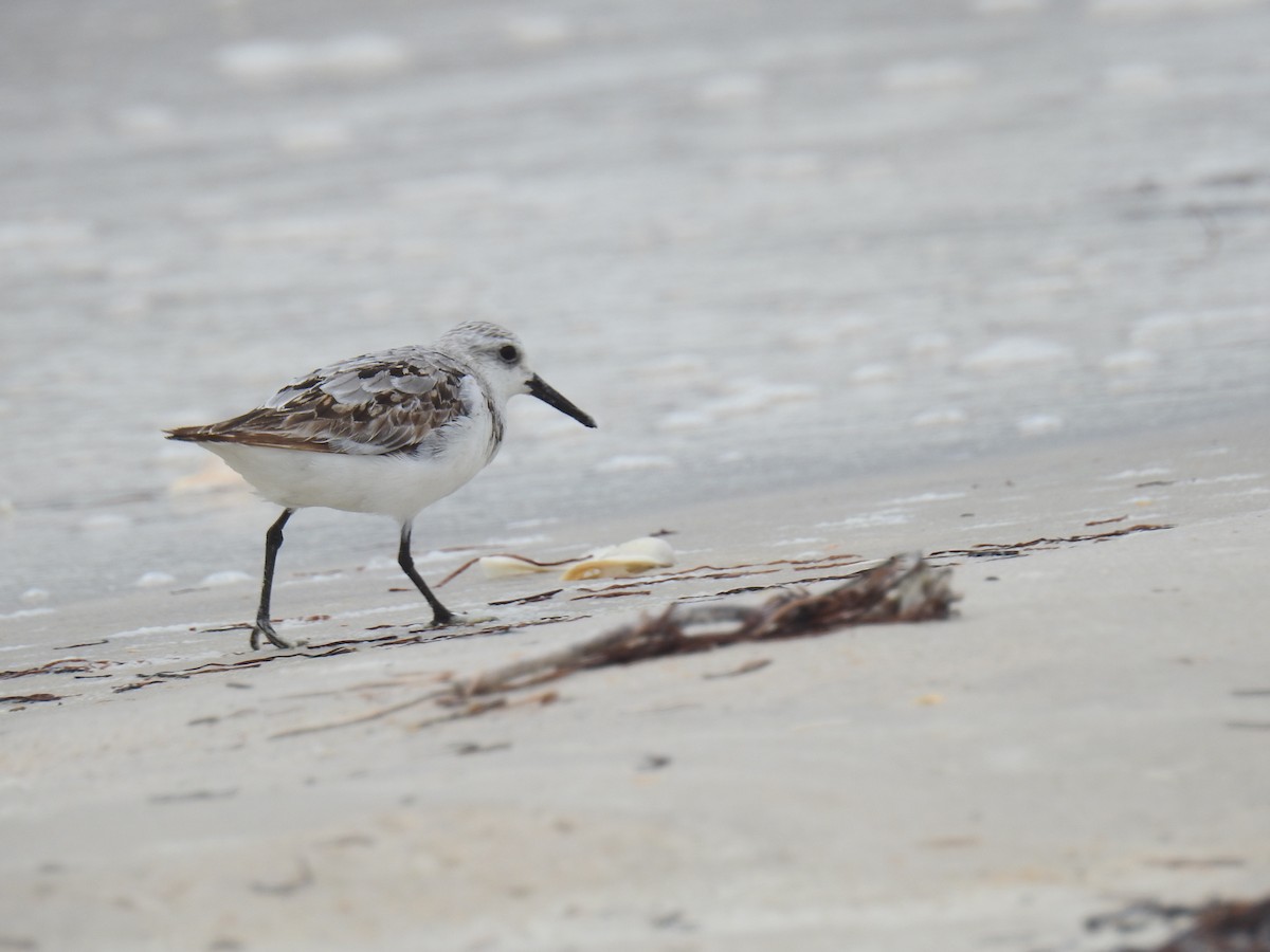 Гурвалж элсэг - ML469063861