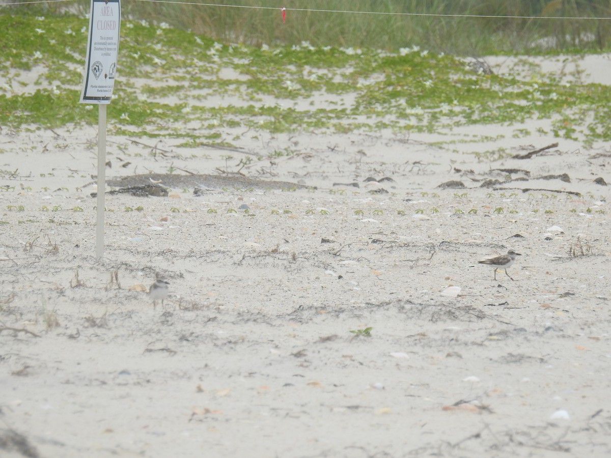 Wilson's Plover - ML469064551