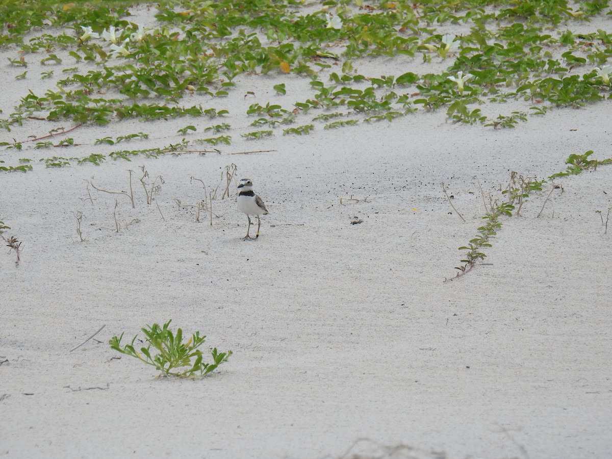 Wilson's Plover - ML469064561