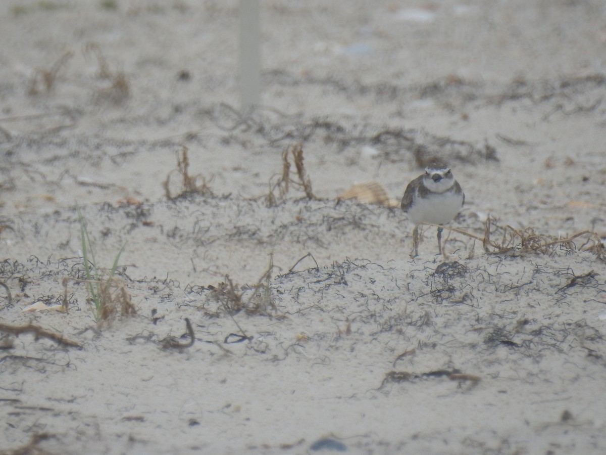 Wilson's Plover - ML469064591