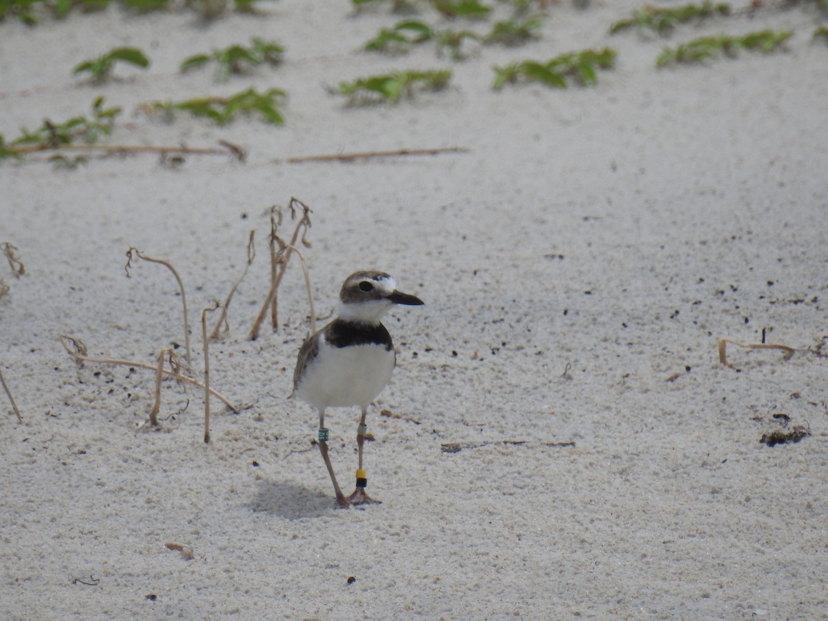 Wilson's Plover - ML469064601